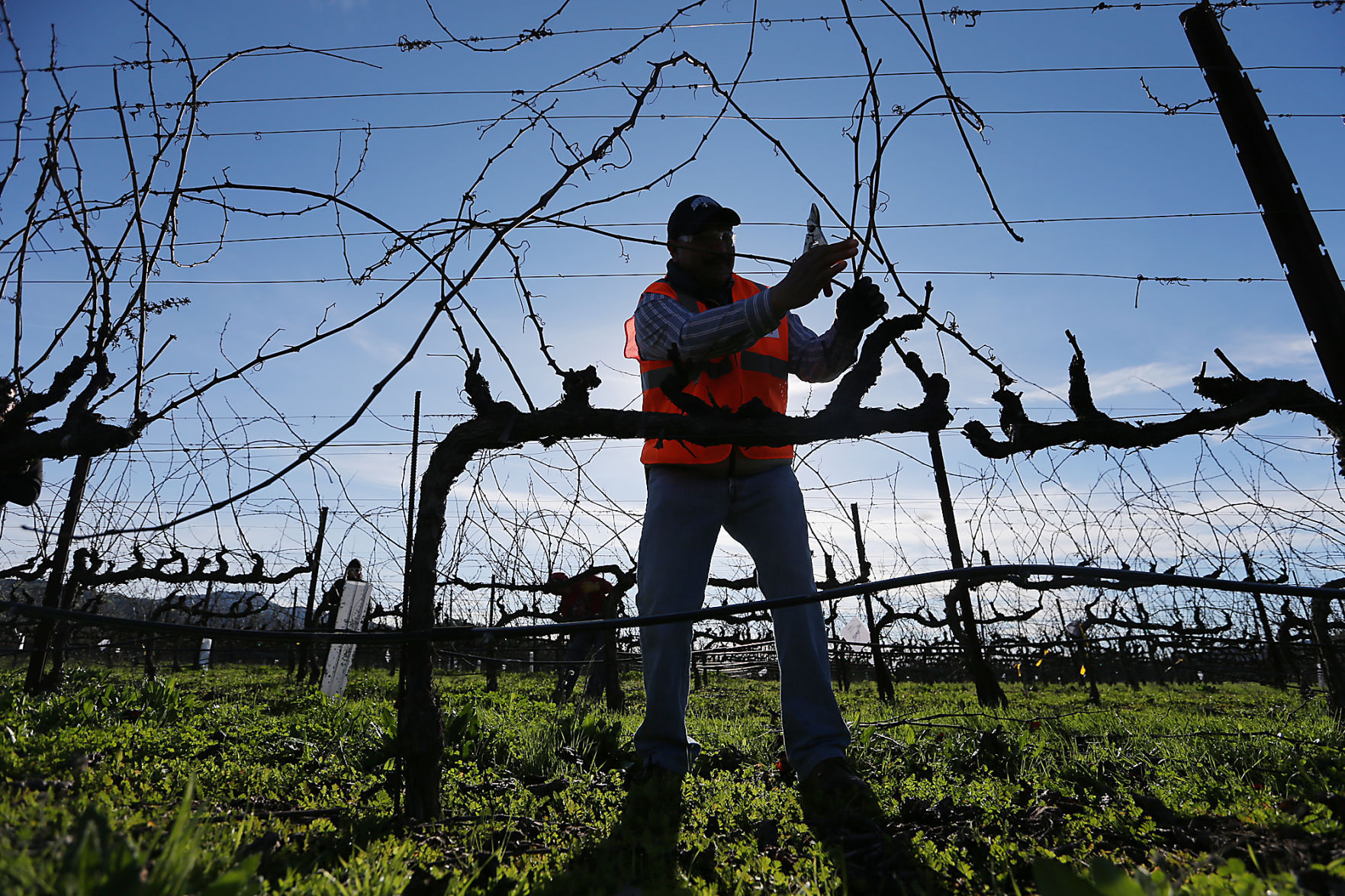 Pruning Competition